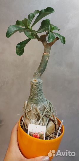 Адениум Beauty