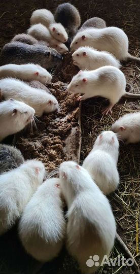 Нутрии на племя