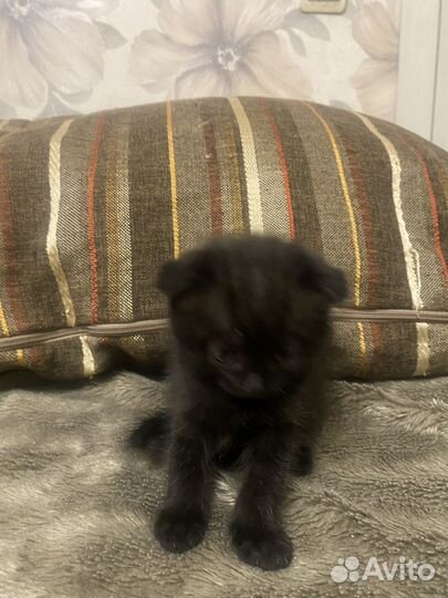 Шотландская