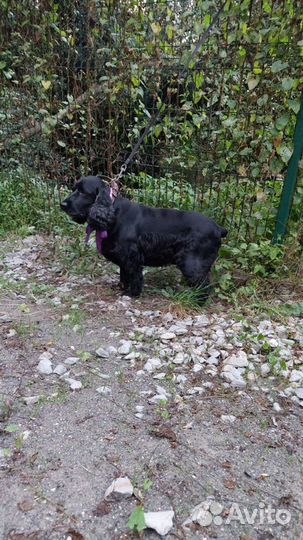 Собака спаниель в добрые руки