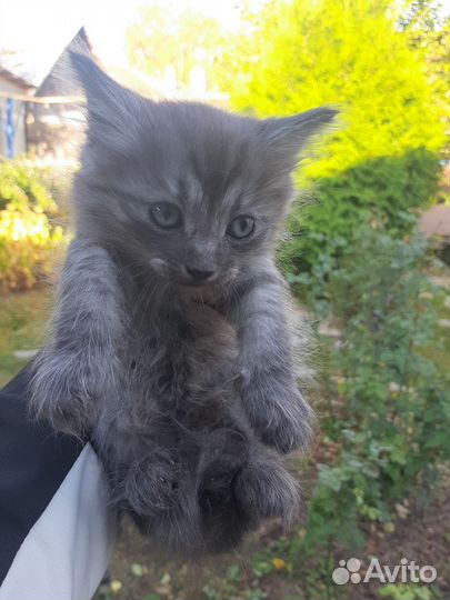 Кошка в дар