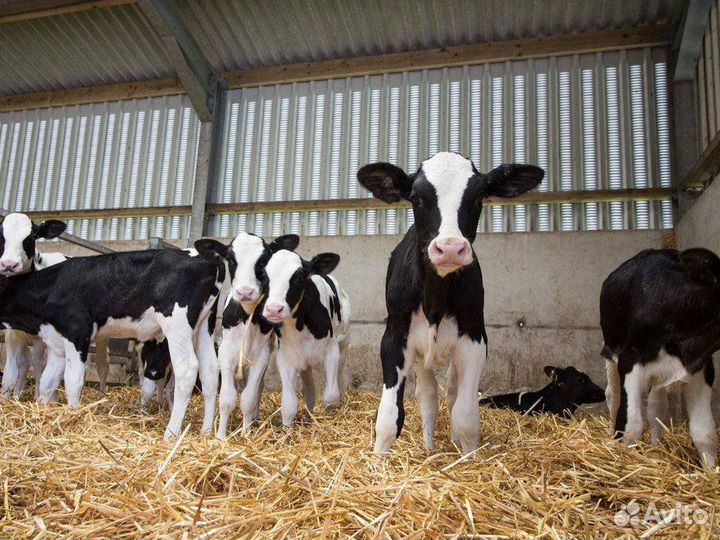 Бычки и телята на откорм, мясные