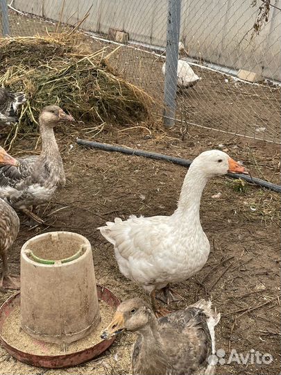 Гусаки и гусыни 6 месяцев