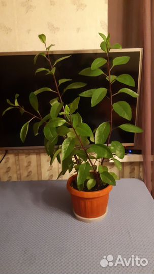 Джинура (комнатный салат)