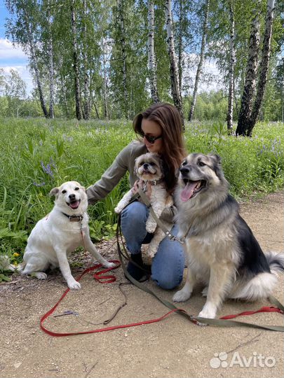 Специалист по поведению собак, кинолог