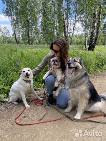 Специалист по поведению собак, кинолог