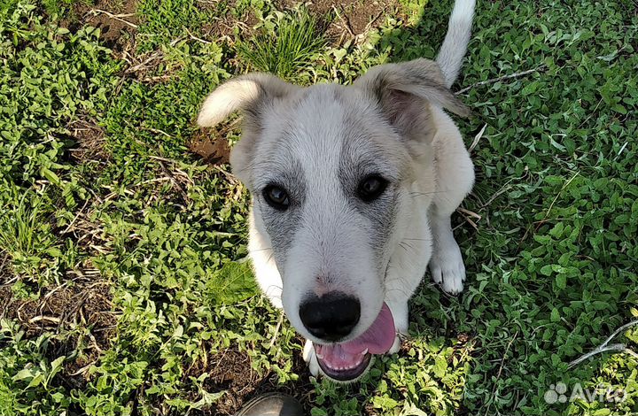 Хаски полукровки Ён и Сан (6-7 мес.)