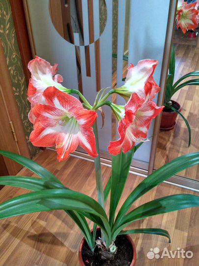 Амариллис (гиппеаструм) Трес Шик