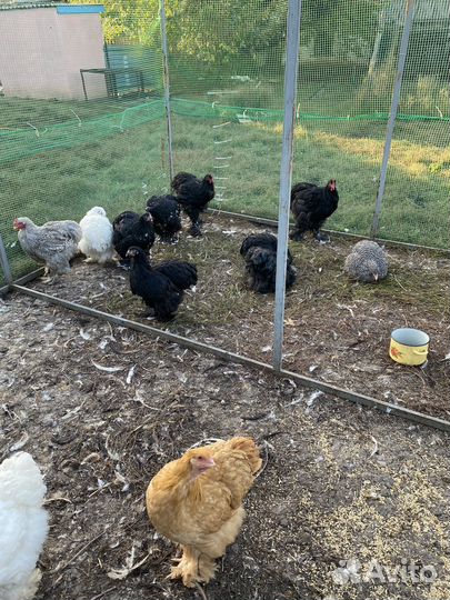 Куры Кохинхин