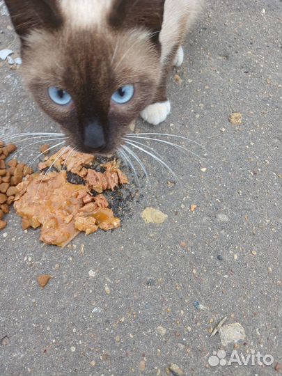 Ищет дом