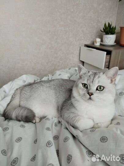 Шотландский кот, вязка