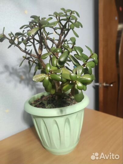 Красула толстянка