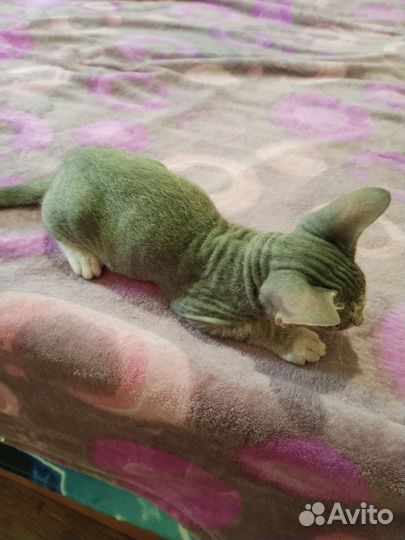 Донской сфинкс котёнок