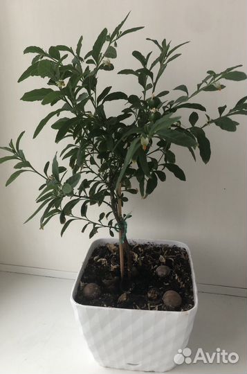 Толстянка,Алое