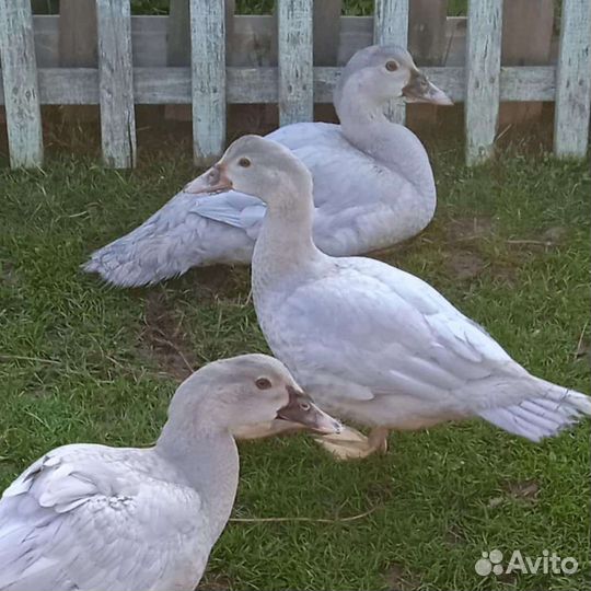 Индоутки немецких тяжёлых линий