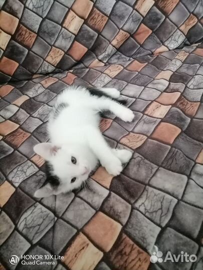 Котята в добрые руки бесплатно