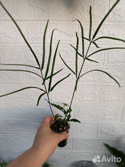 Птерисы 2 вида