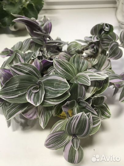 Комнатные растения