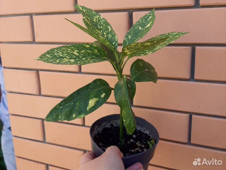 Аукуба японская