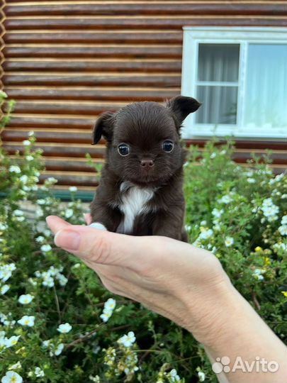 Кукольная девочка чихуахуа