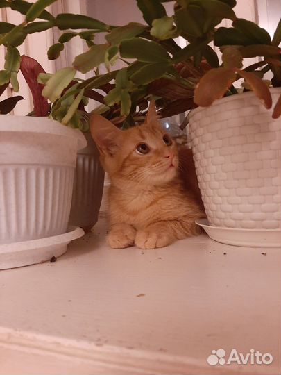 Передержка котов/кошек в квартире