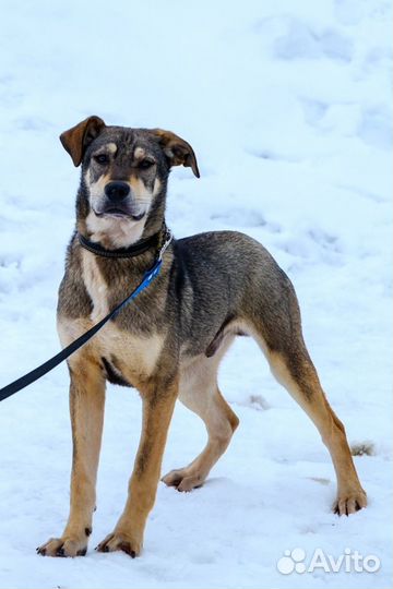 Отдам в добрые руки