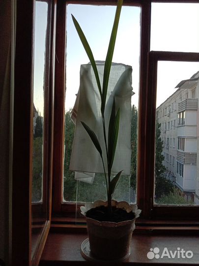 Финиковая пальма