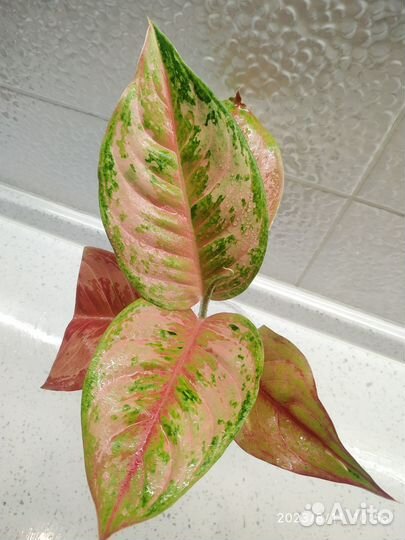 Аглаонема Prakay Petch