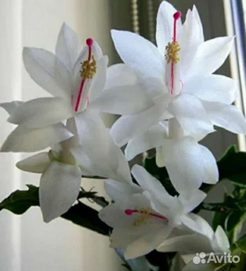 Декабрист,хойя,юдзу,аглаонема, бамбук