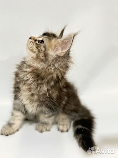 Мейн-кун самка с документами