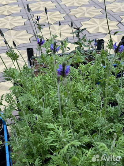 Лаванда Торч Блю F1