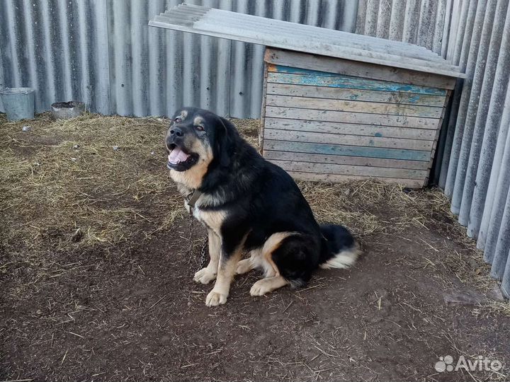 Мастиф тибетский девочка 3 года отдам