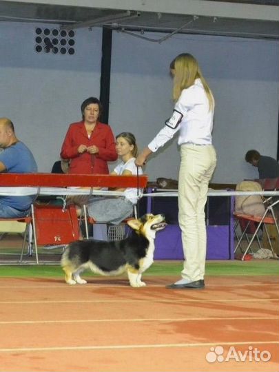 Выгульщик собак / догситтер