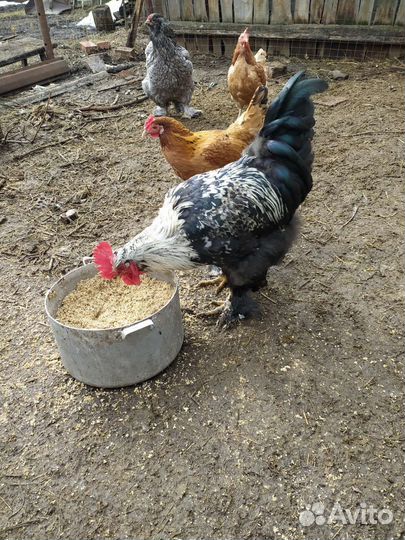 Инкубационное яйцо
