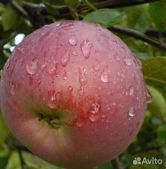 Саженцы яблони Орлик