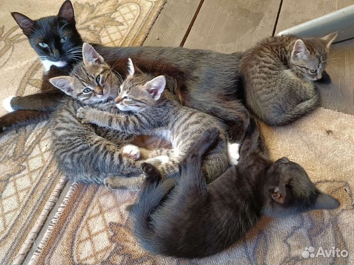 Котята в добрые руки