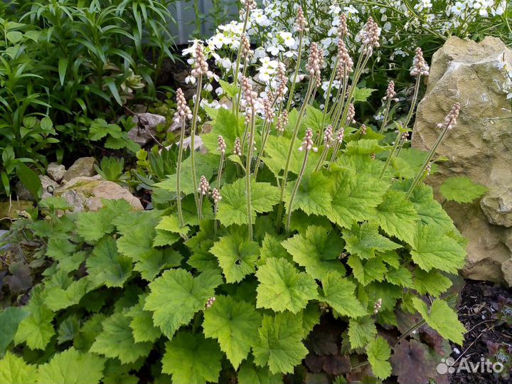 Многолетние растения для сада