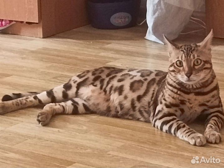 Бенгальский кот на вязку