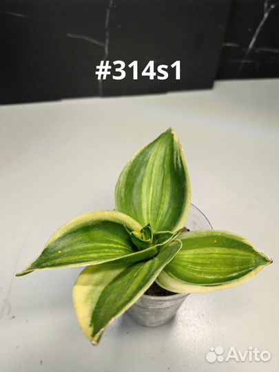 Сансевиерии разные