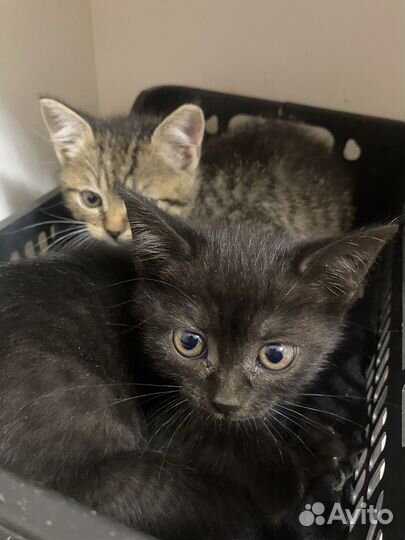 Кошка в дар бесплатно