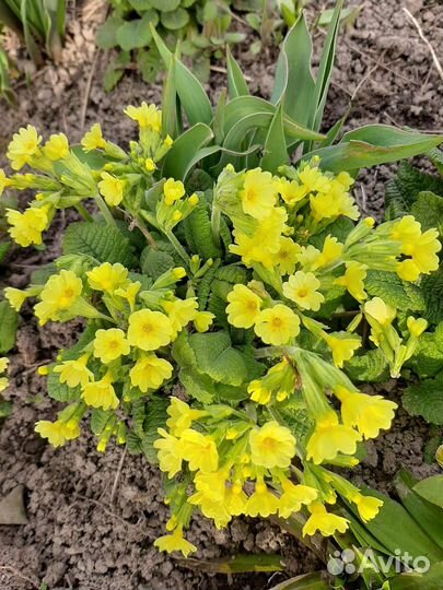 Пионы, почвопокровники,хрезантемы