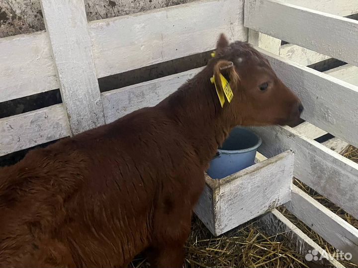 Бычки телки телята бесплатная доставка