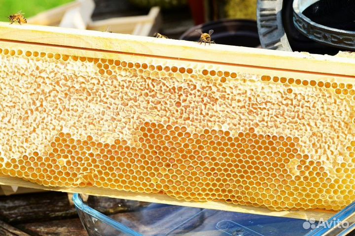 Мед натуральный из Алтая оптом