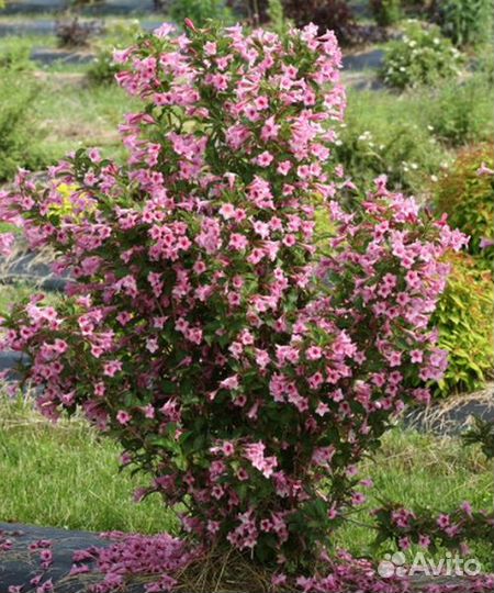 Вейгела саженцы