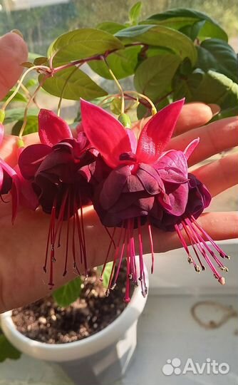 Фукcия укорененный черенок