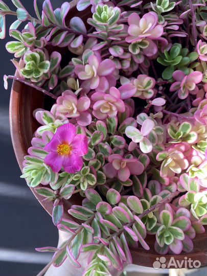 Портулак Ханна мистерия. Комнатный