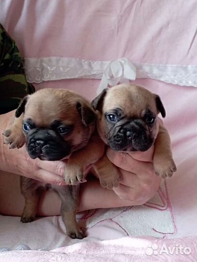 От пары чемпионов щенки