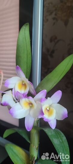 Орхидея нобеле дендробиум