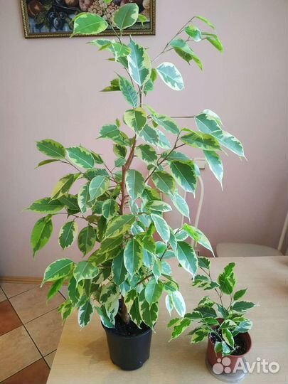 Фикус бенджамина пестролистный, пеперомия