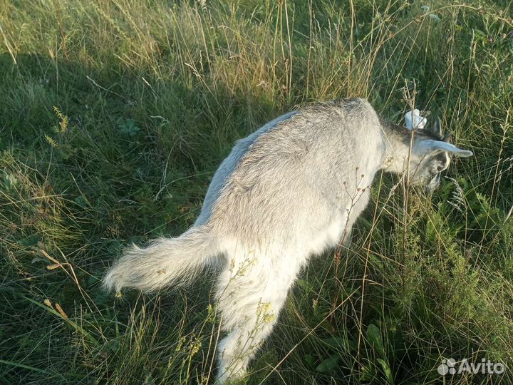 Козлята(девочки)